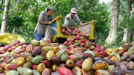 Imagem da notícia Plantação de cacau no Brasil: produtores do Noroeste de SP investem